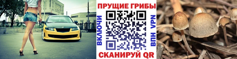 сколько стоит  Нытва  Галлюциногенные грибы прущие грибы 